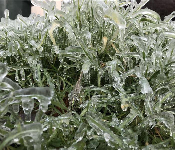 A Frozen Plant Is Pictured