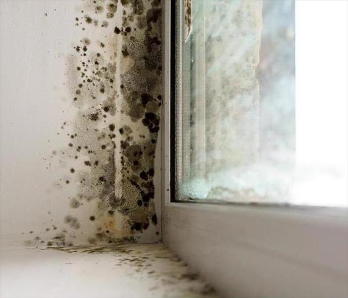 Mold Growth on Window Sill